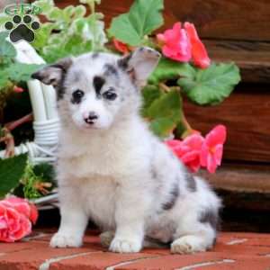 Pembroke Welsh Corgi Puppies for Sale - Greenfield Puppies