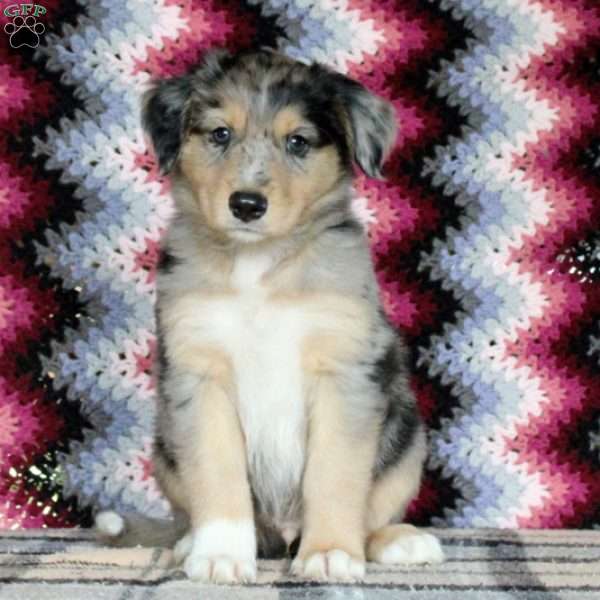 Lassie, Australian Shepherd Mix Puppy