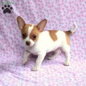 Chihuahua Puppies For Sale - Greenfield Puppies