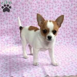 Chihuahua Puppies For Sale - Greenfield Puppies