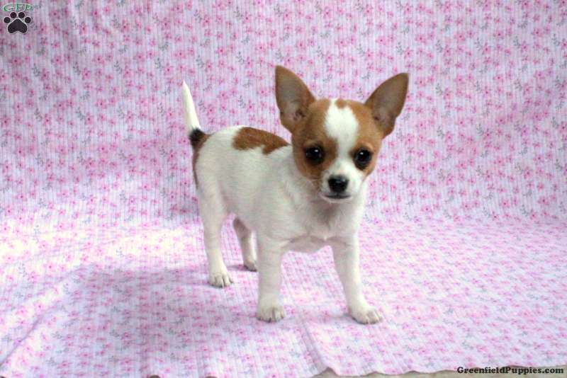 Lilly - Chihuahua Puppy For Sale in Pennsylvania