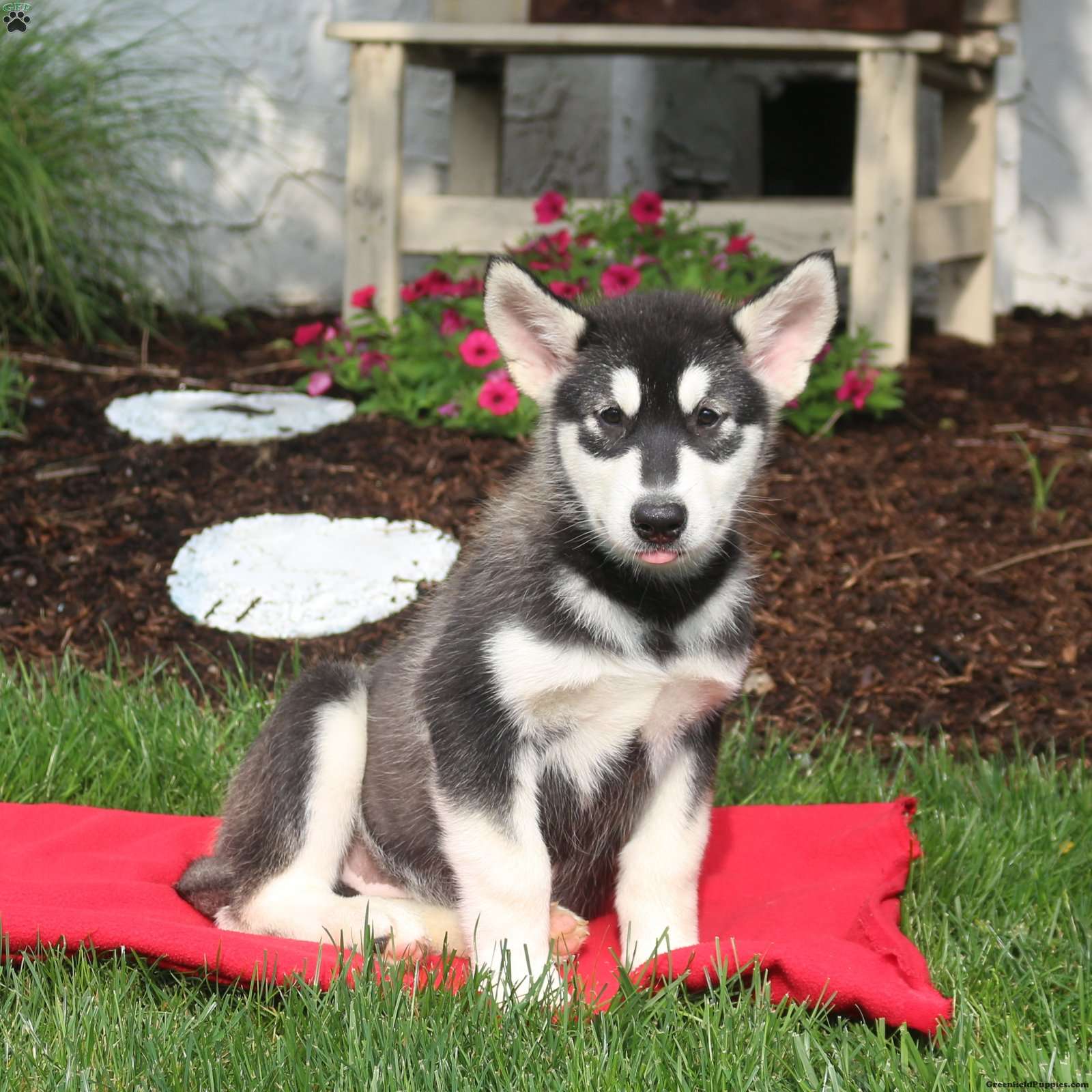 Lilly - Alaskan Malamute Puppy For Sale in Pennsylvania