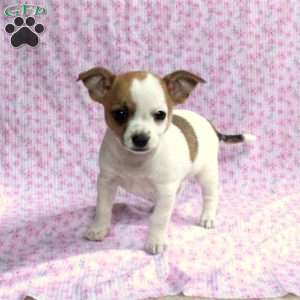 Chihuahua Puppies For Sale - Greenfield Puppies