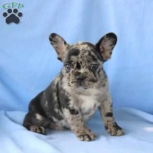 French Bulldog Mix Puppies For Sale | Greenfield Puppies