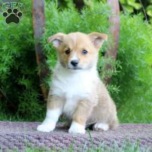 Pembroke Welsh Corgi Puppies for Sale - Greenfield Puppies