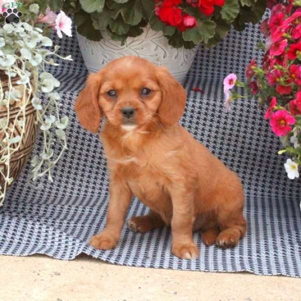 Missy, Cavalier King Charles Mix Puppy