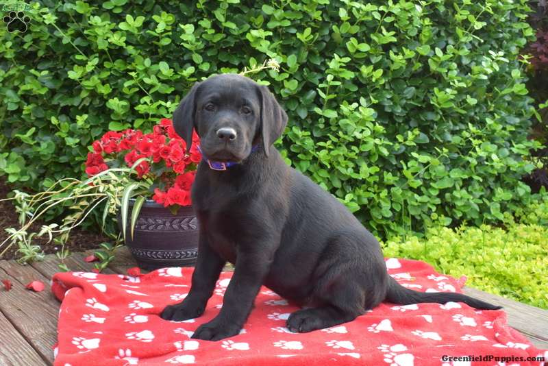 Monroe Black Labrador Retriever Puppy For Sale in Pennsylvania