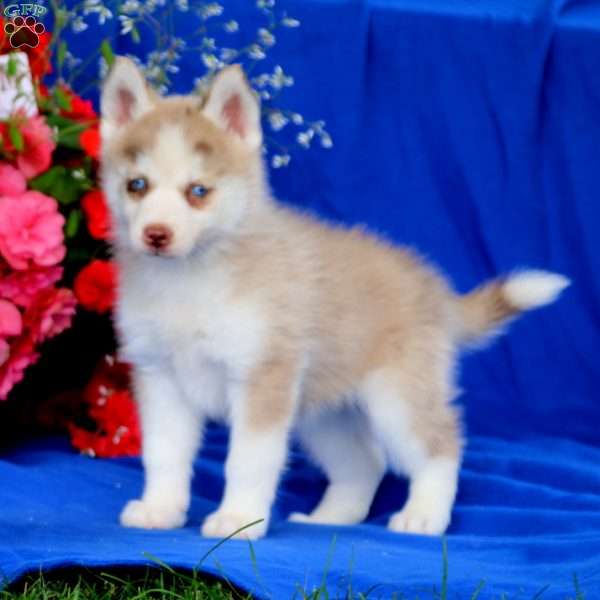 Pearl, Pomsky Puppy