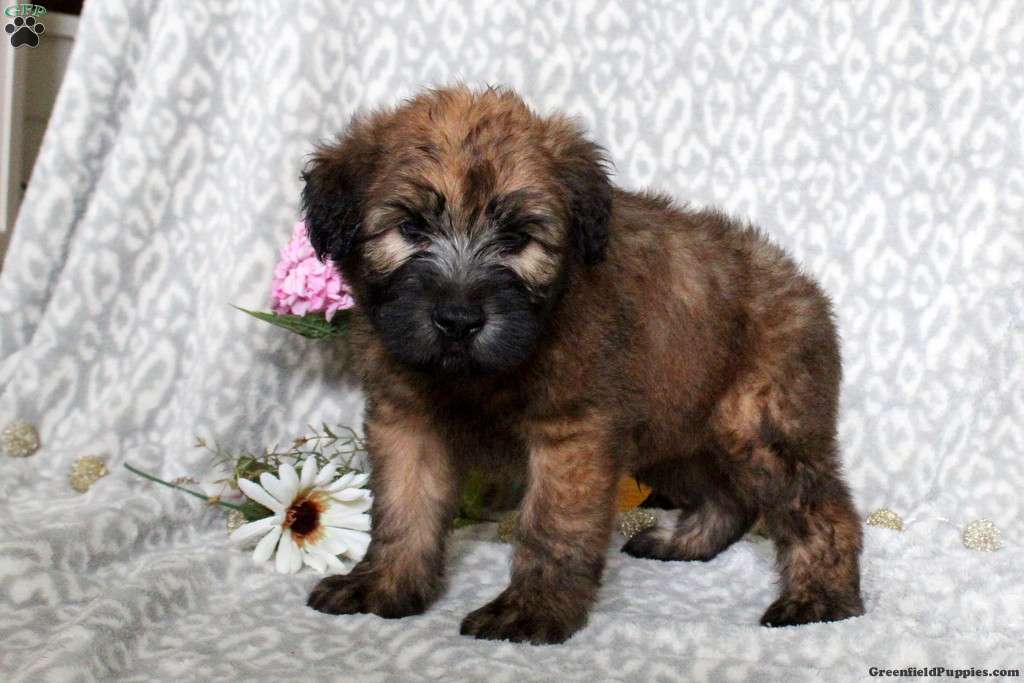 Pedro - Smooth - Soft Coated Wheaten Terrier Puppy For Sale in Pennsylvania