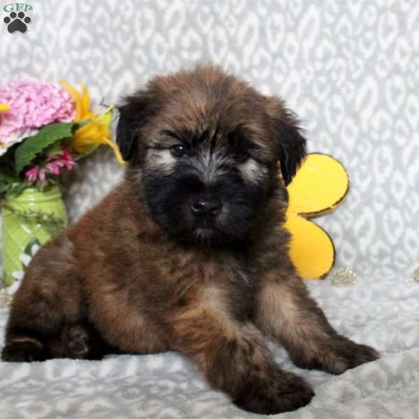 Penelope – Smooth, Soft Coated Wheaten Terrier Puppy