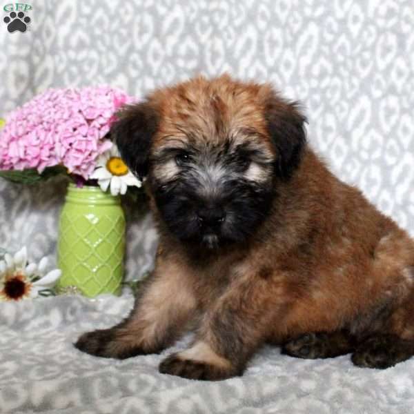 Pete – Smooth, Soft Coated Wheaten Terrier Puppy