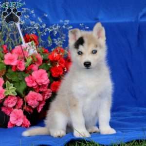 Pomsky Puppies For Sale - Greenfield Puppies