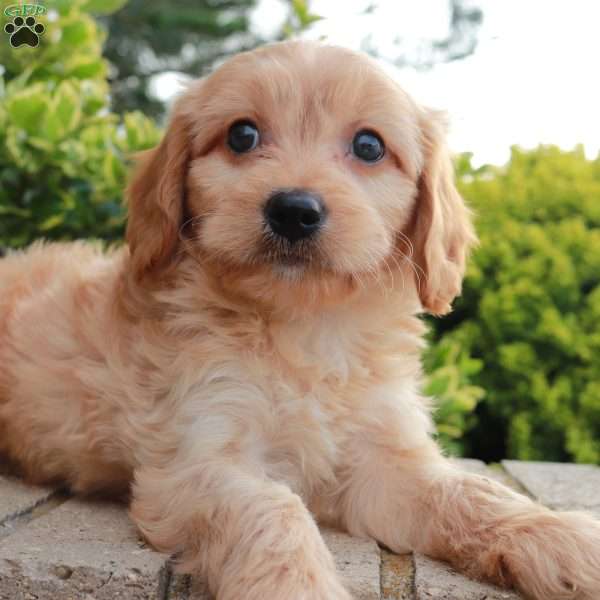 Ace, Cavapoo Puppy