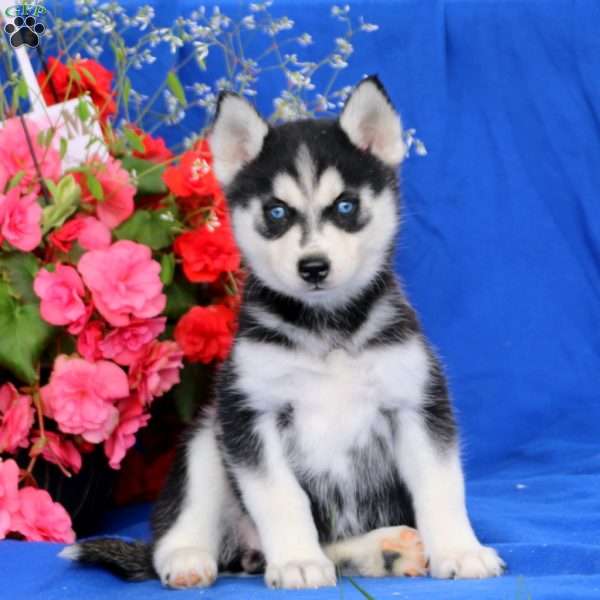 Piper, Pomsky Puppy