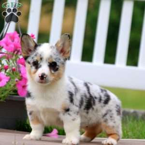 Pembroke Welsh Corgi Puppies For Sale - Greenfield Puppies