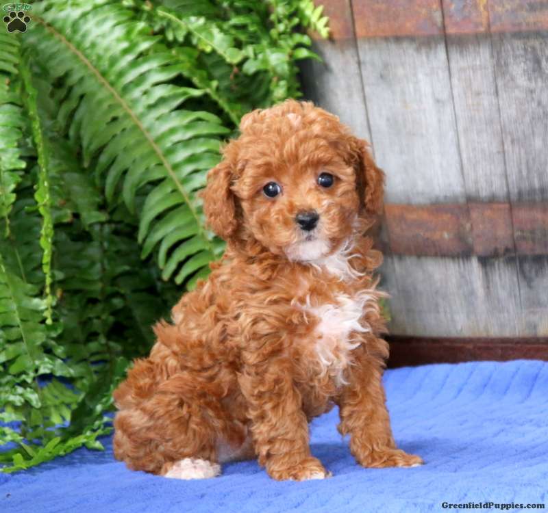 Greenfield puppies outlet toy poodle