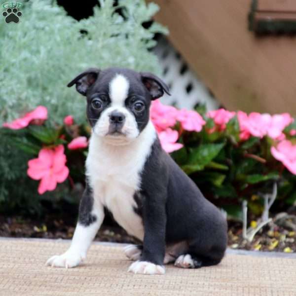 Riley - Boston Terrier Puppy For Sale in Pennsylvania