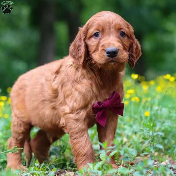 Rocky, Golden Irish Puppy