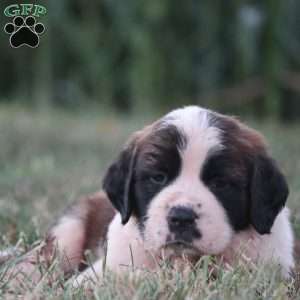 Saint Bernard Puppies for Sale - Greenfield Puppies