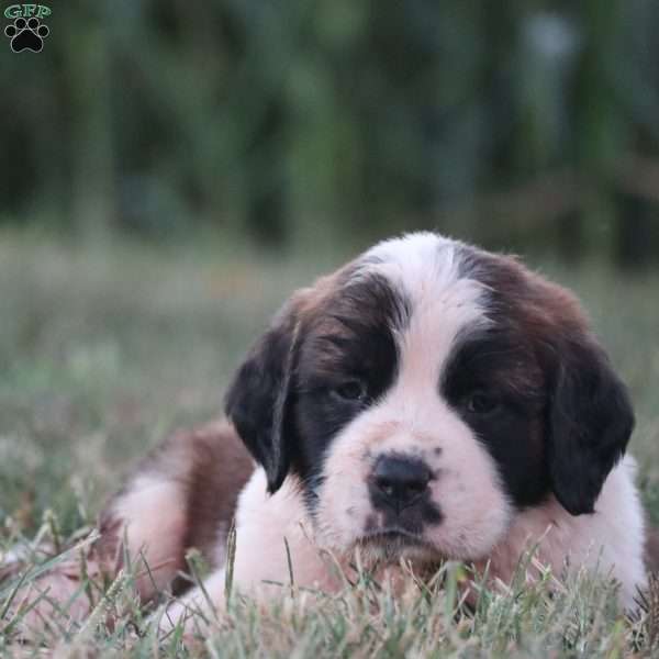Rocky, Saint Bernard Puppy