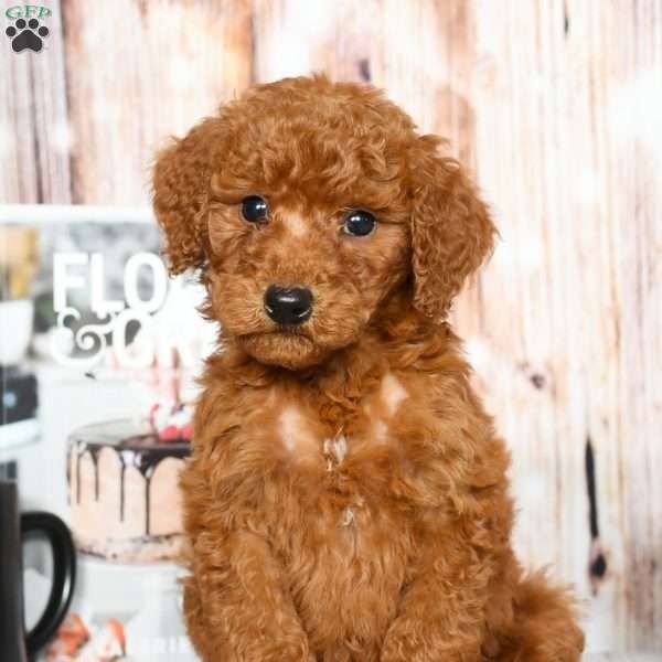 Rocky, Standard Poodle Puppy