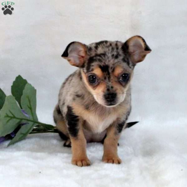 Sandy, Chihuahua Puppy