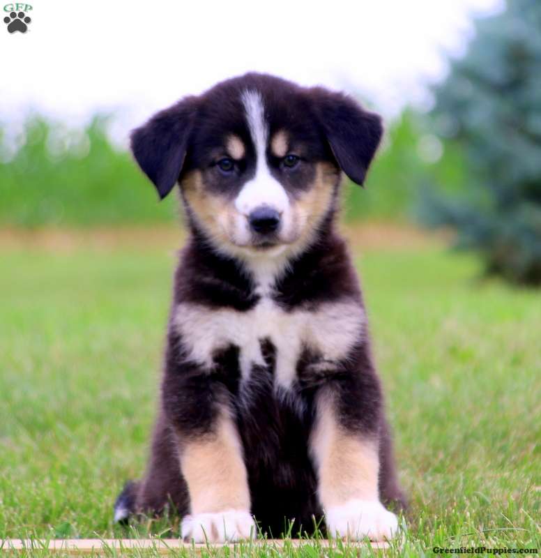 Sara Goberian Puppy For Sale in Pennsylvania