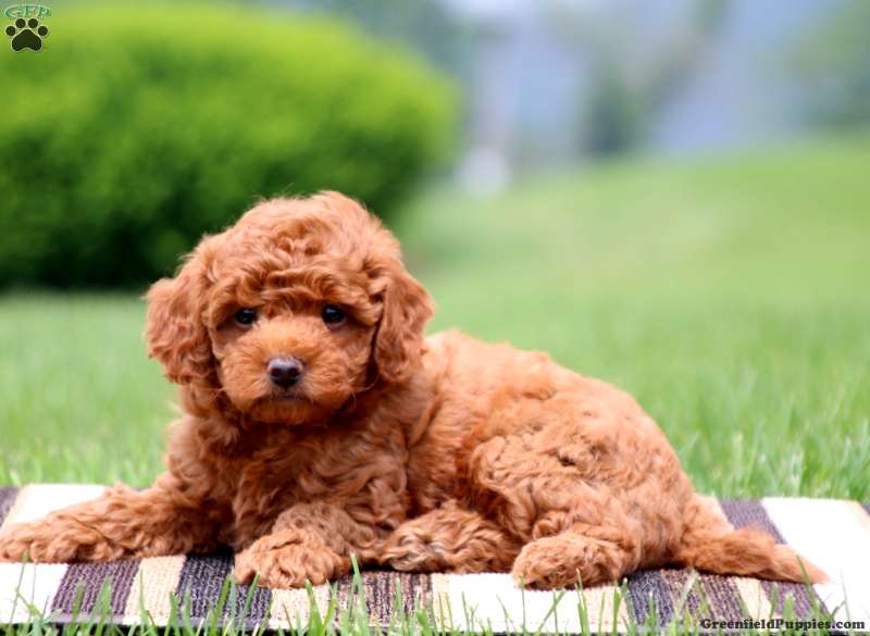 Scooter Miniature Poodle Mix Puppy For Sale in Pennsylvania