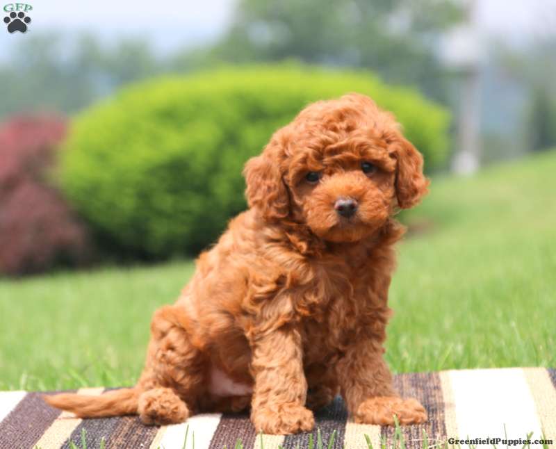 Scooter Miniature Poodle Mix Puppy For Sale in Pennsylvania