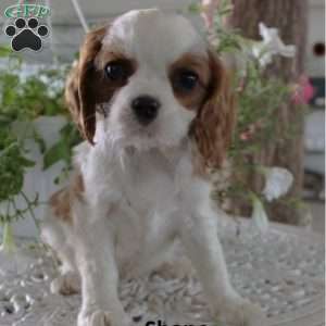 Cavalier King Charles Spaniel Puppies for Sale