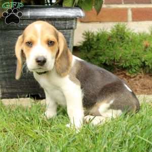 Beagle Puppies For Sale | Greenfield Puppies