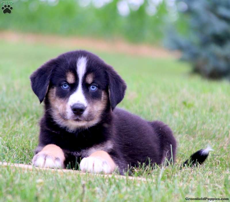 Simba Goberian Puppy For Sale in Pennsylvania