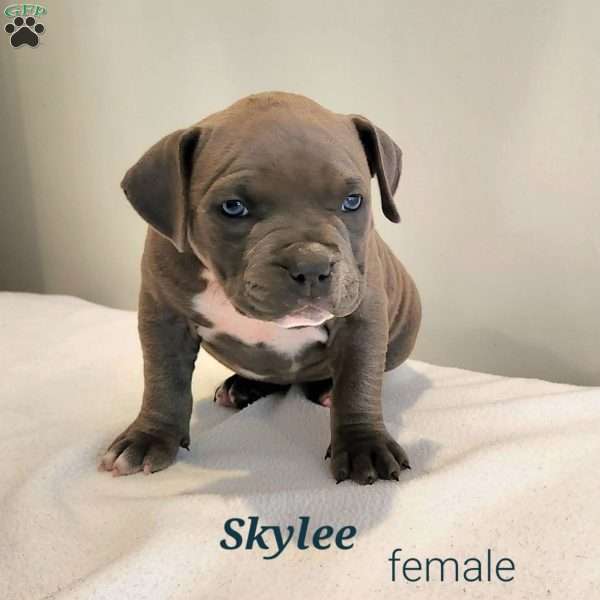 Skylee, American Bully Puppy