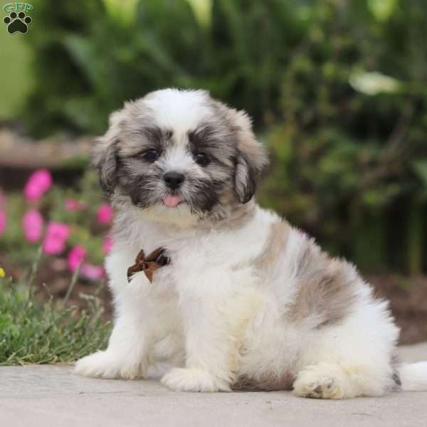 Smokey, Shih Tzu Puppy
