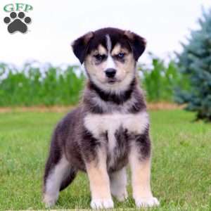 Goberian Puppies for Sale | Greenfield Puppies