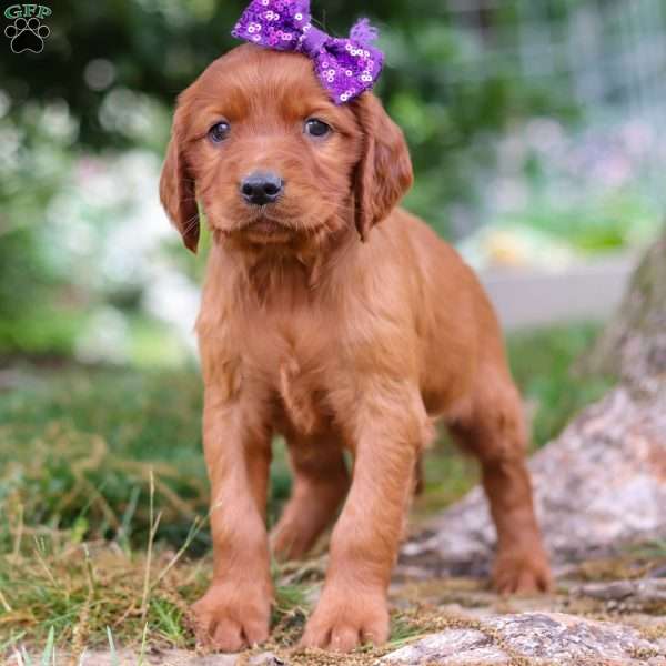 Sprinkles, Golden Irish Puppy