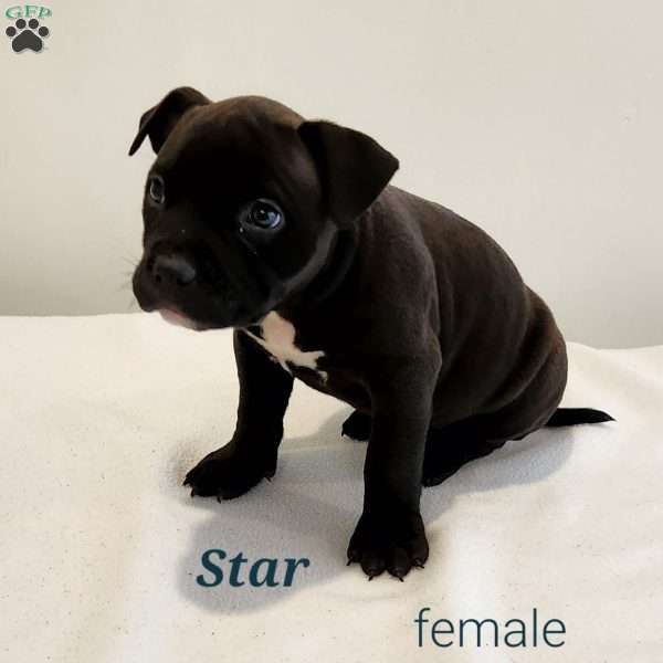 Star, American Bully Puppy