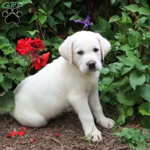 Yellow Labrador Retriever Puppies For Sale | Greenfield Puppies