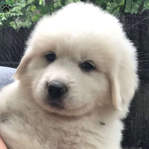 Svalbard, Great Pyrenees Puppy
