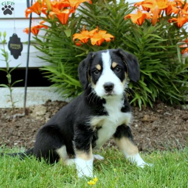 Tabby, Greater Swiss Mountain Dog Mix Puppy