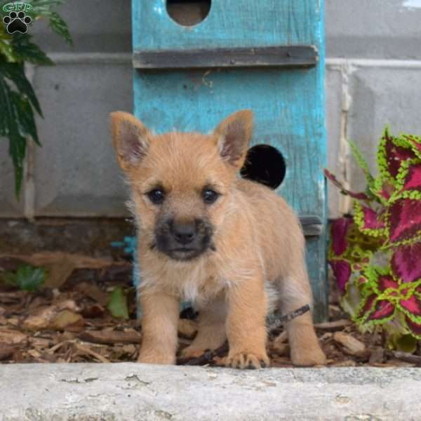 Talitha, Cairn Terrier Puppy