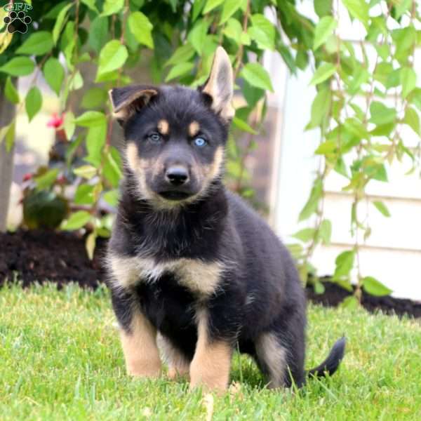 Tango, Siberian Husky Mix Puppy