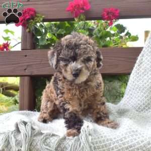 Miniature Poodle Mix Puppies For Sale | Greenfield Puppies