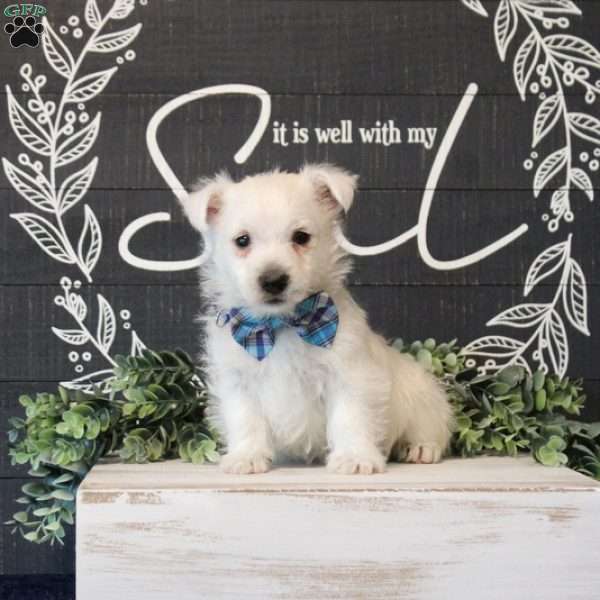 Terence, West Highland Terrier Puppy
