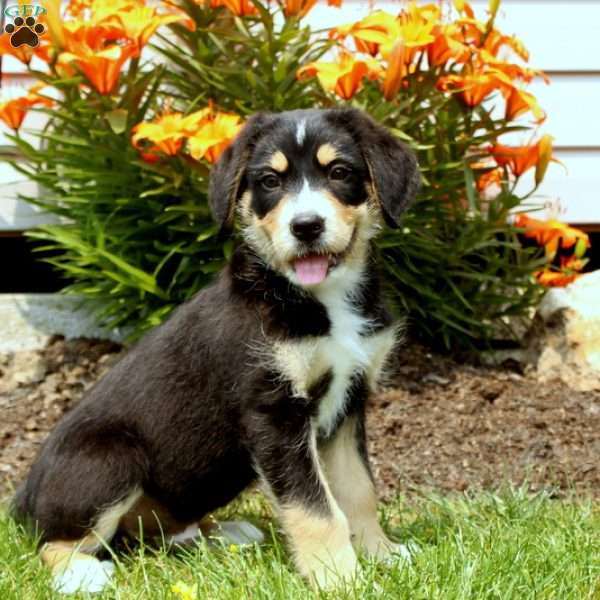 Timmy, Greater Swiss Mountain Dog Mix Puppy