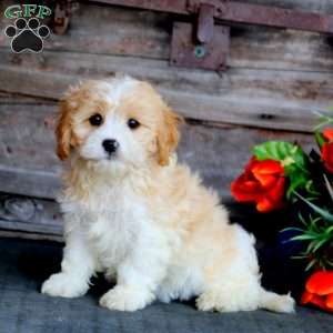 Cavachon Puppies For Sale | Greenfield Puppies