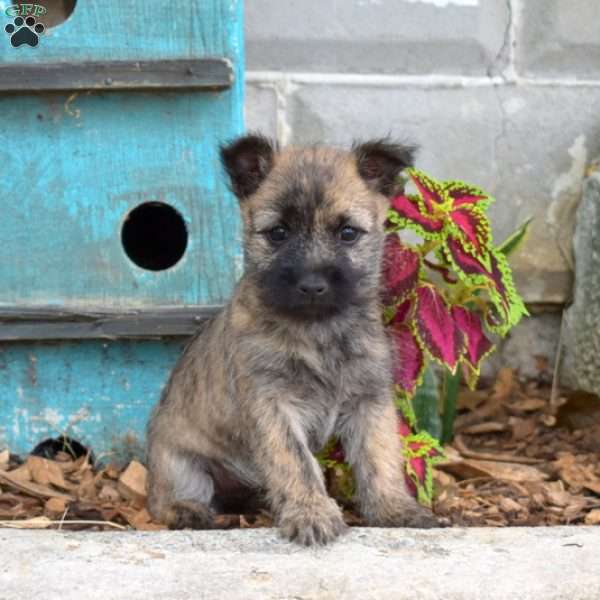 Toto, Cairn Terrier Puppy