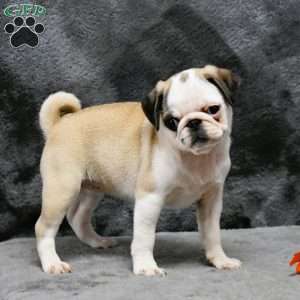 Pug Puppies For Sale | Greenfield Puppies