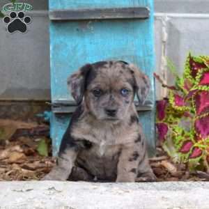 cairn terrier mix puppy