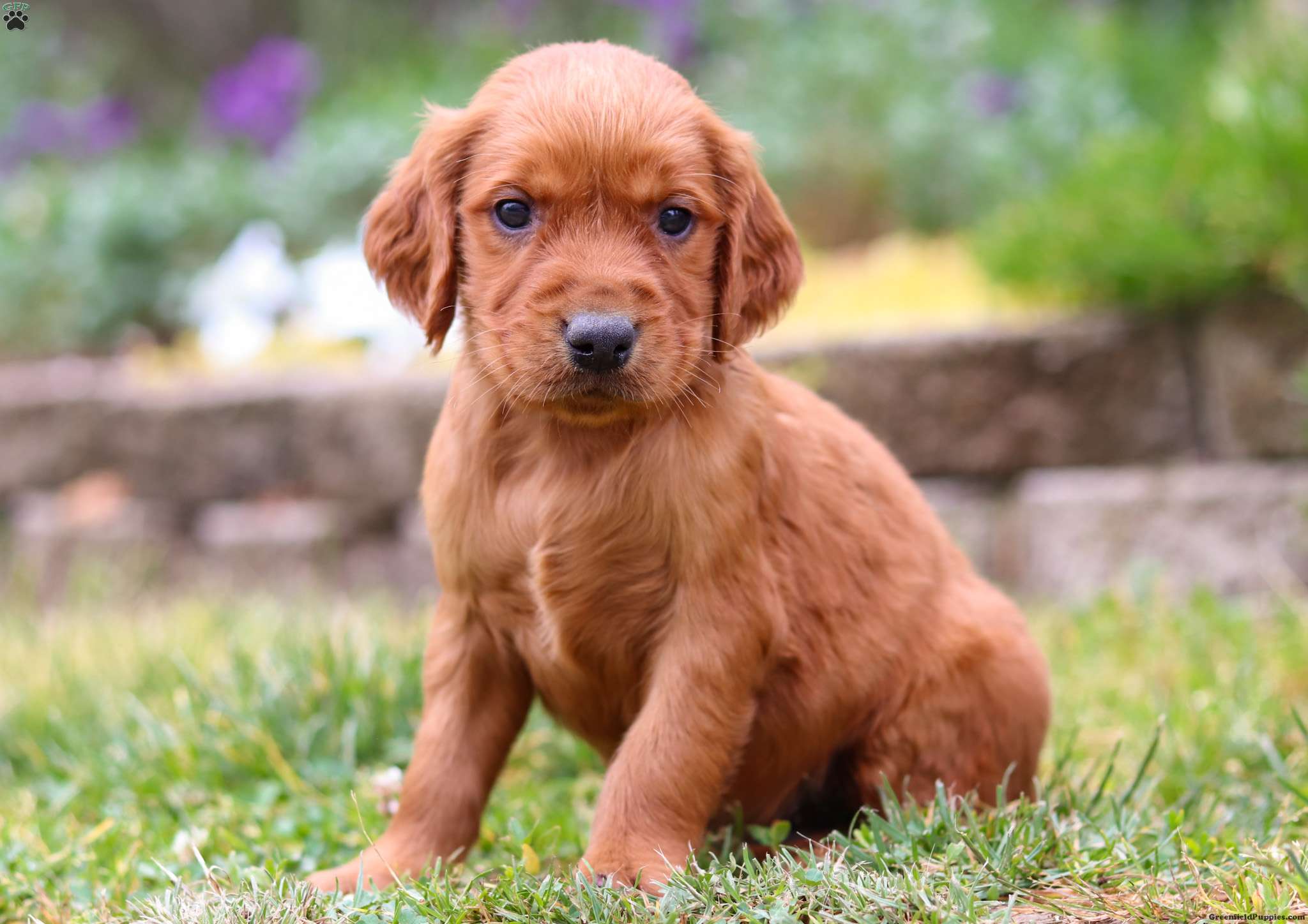 Waffles Golden Irish Puppy For Sale in Ohio